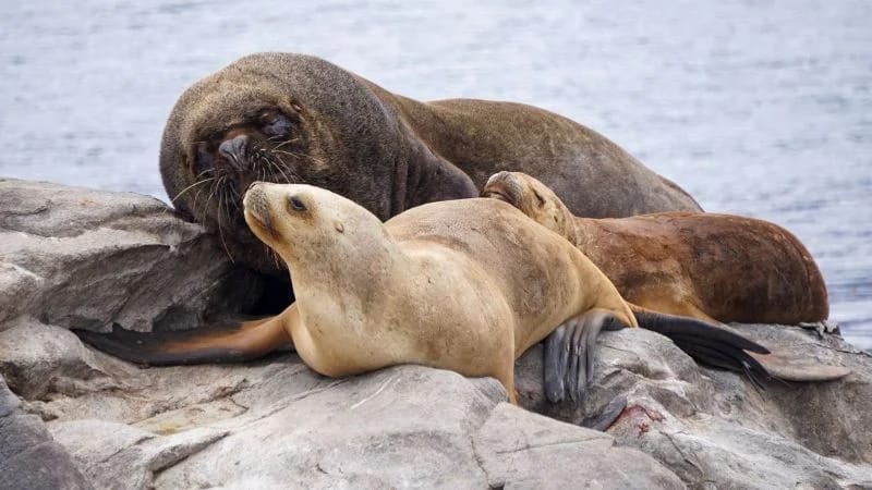 FULL DAY NAVIGATION in Ushuaia – imagen 9