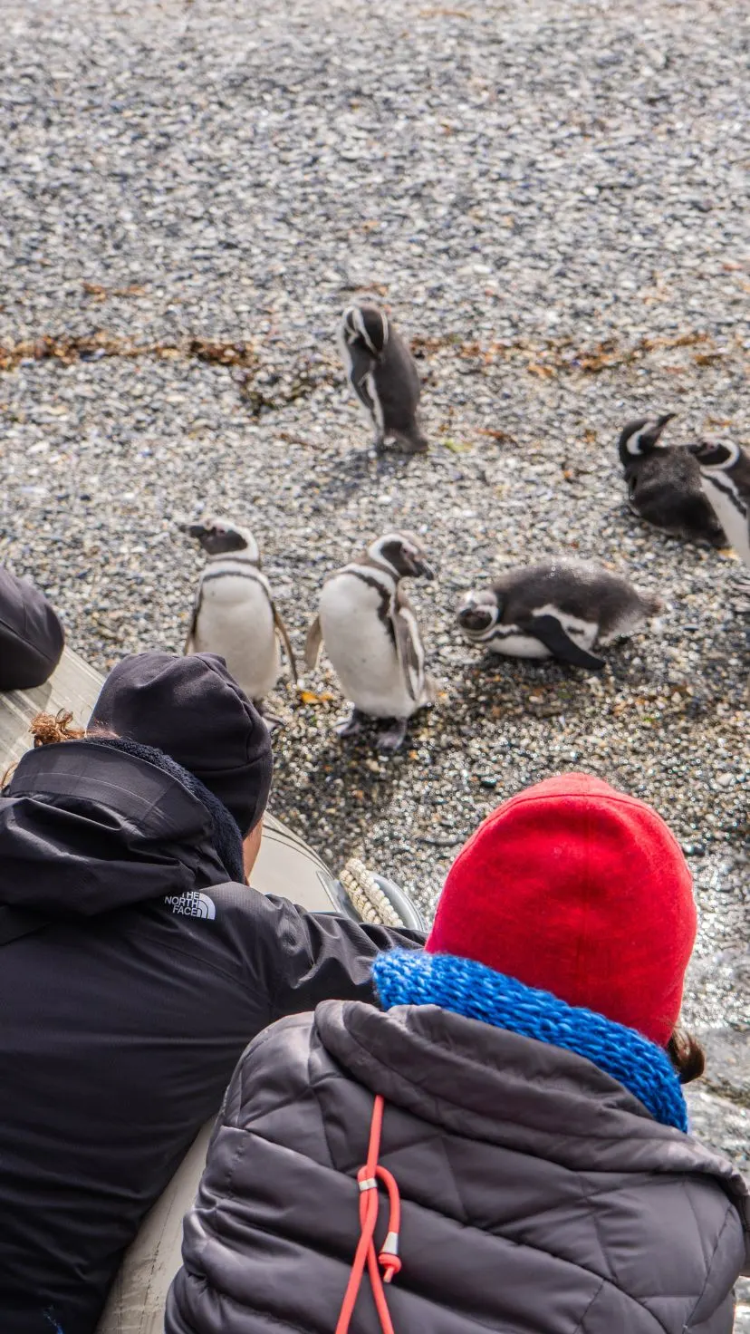 Magellanic penguin colony on Martillo Island, Beagle Channel, Ushuaia