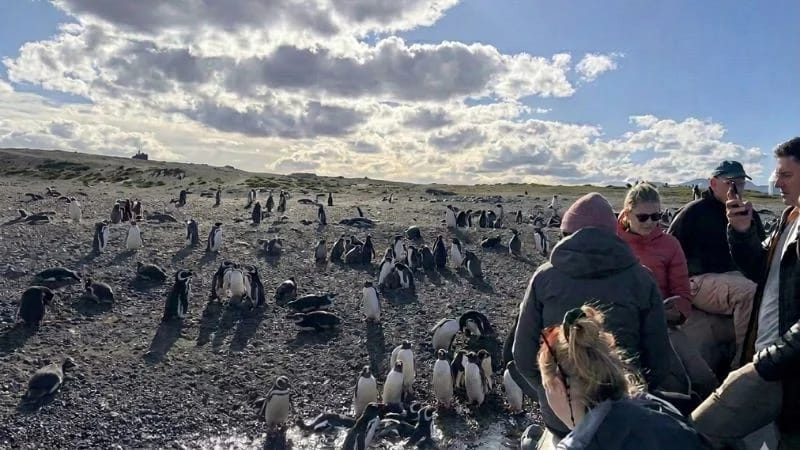 PENGUIN WATCHING in Ushuaia – imagen 1