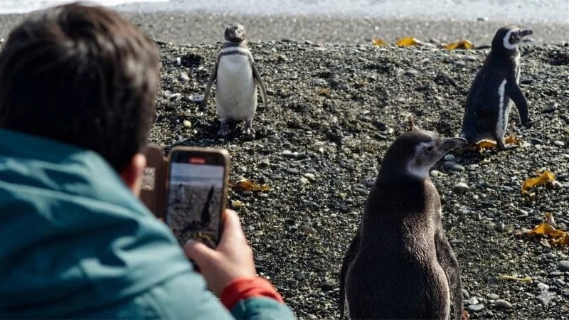 PENGUIN WATCHING in Ushuaia – imagen 2