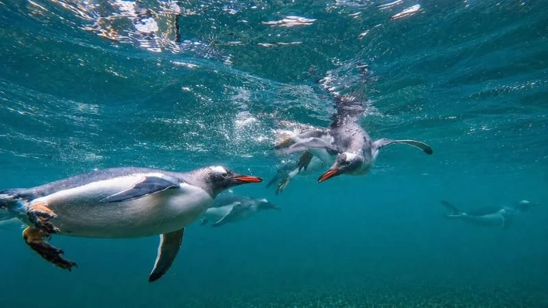 PENGUIN WATCHING in Ushuaia – imagen 4